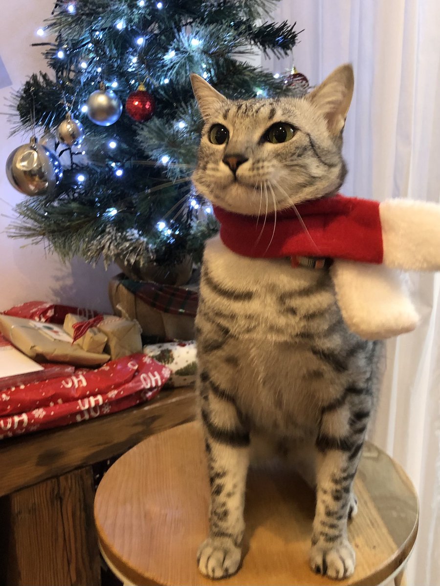CJFentiman's tweet photo. Merry Christmas! 🎅 #MerryChrismas #ChristmasCat https://t.co/6SCqwWgSg9