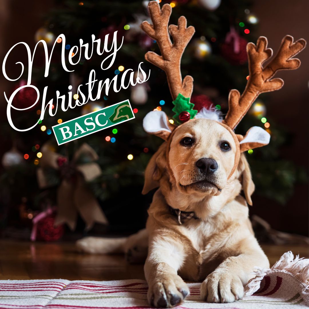 BASC would like to wish all of our members and the wider community a very healthy and happy Christmas