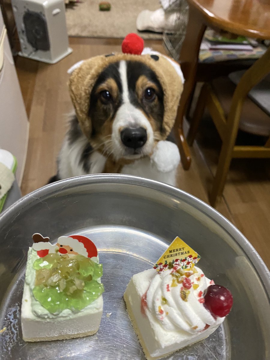 iwillbehappy11's tweet photo. メリークリスマス🎁🎄
2023.12.24
大好きなケーキ食べたよ❤️ https://t.co/NUWl1jtY7F