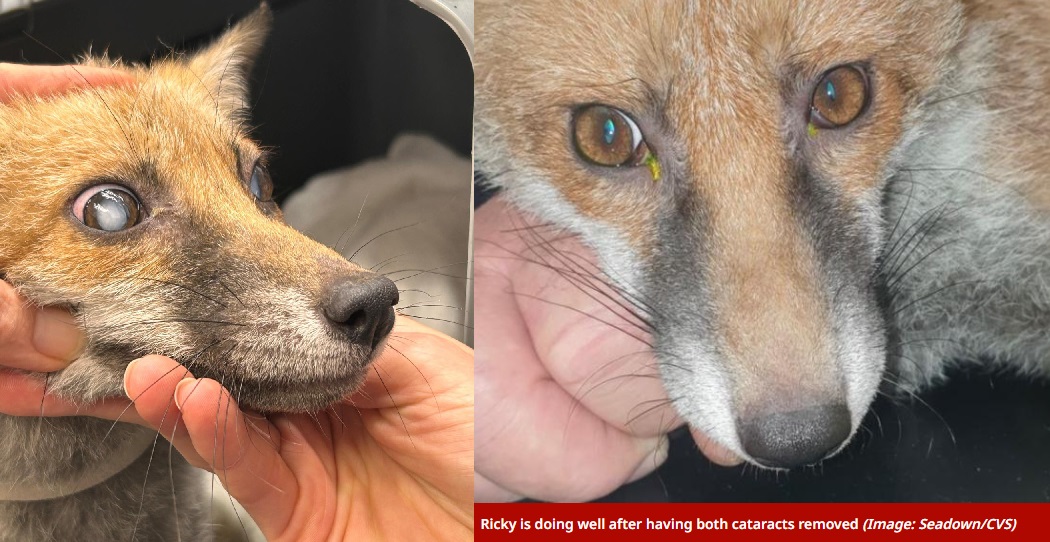 This #FoxOfTheDay was found in the New Forest and unable to see . Rescued by @Fox_Angels_UK and taken to Seadown Veterinary Clinic , who removed cataracts from his eyes , thought to be the first time on a fox ! Top work !