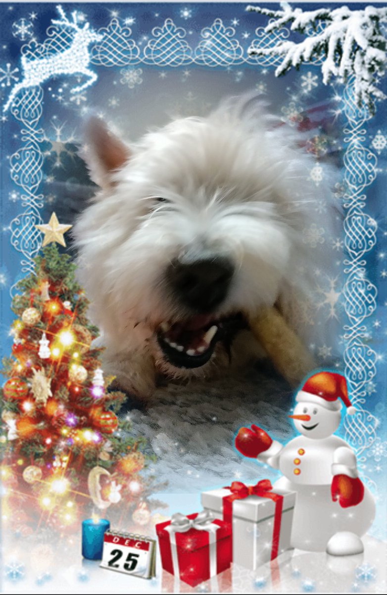 SimoWestie's tweet photo. #HyvääJoulua #MerryChristmas2023 #FelizNavidad https://t.co/QLIvaOCwz6