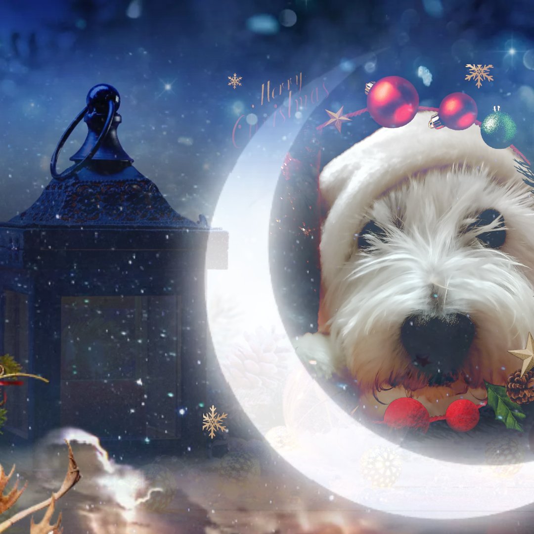 SimoWestie's tweet photo. #HyvääJoulua #MerryChristmas2023 #FelizNavidad https://t.co/QLIvaOCwz6