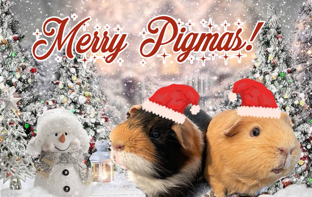 TuftyPiggie's tweet image. Wishing you all a very merry, snack filled Pigmas. 💕🎄