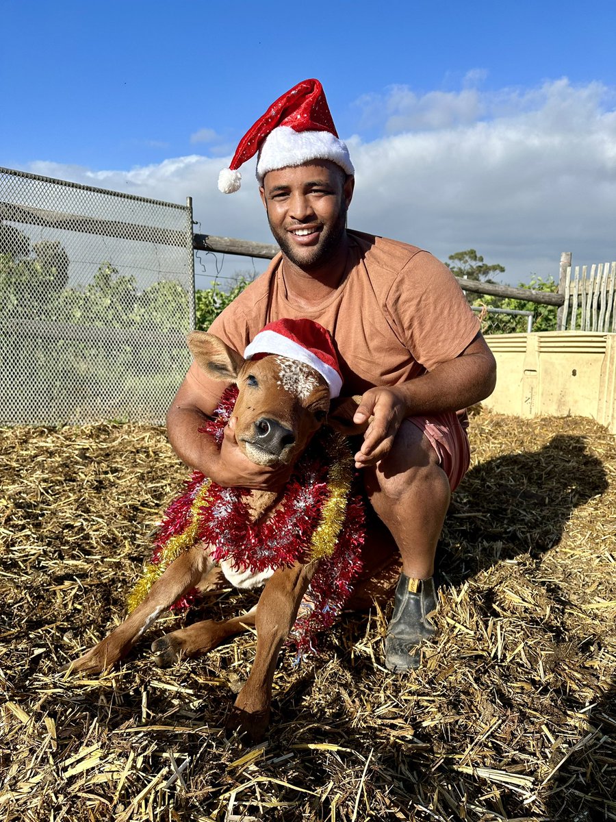 It's starting to look a lot like Christmas. Bella the Goat and Sriracha the Nguni Cow is getting into the festive spirit.