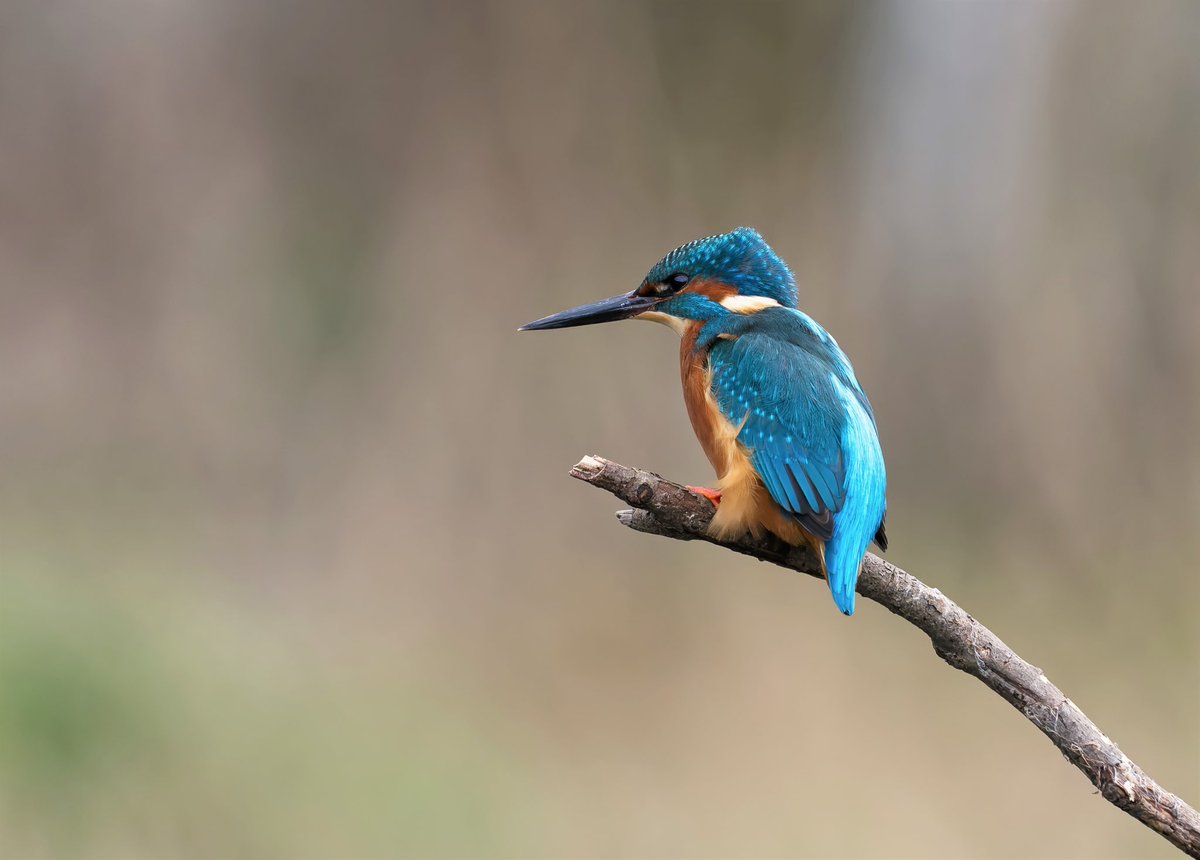 wendyfinnandmax's tweet photo. Light update from me & @NiallCrumlish today is 14s longer. In Greek myth at Winter Solstice a kingfisher dives into the sea & calms the waters. Hoping for seconds of calm for all
Photo: Wild Donegal Photography Song: @orbitalband @Jon_Hopkins_ #lightupdate https://t.co/SmXyU9iGeM https://t.co/GECveoHTM1