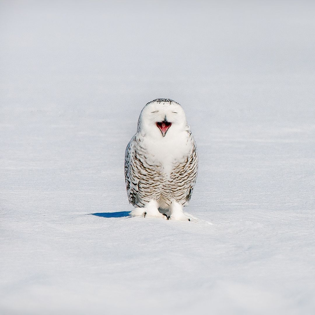 GCG_l_UasAAnkKt?format=jpg&name=medium