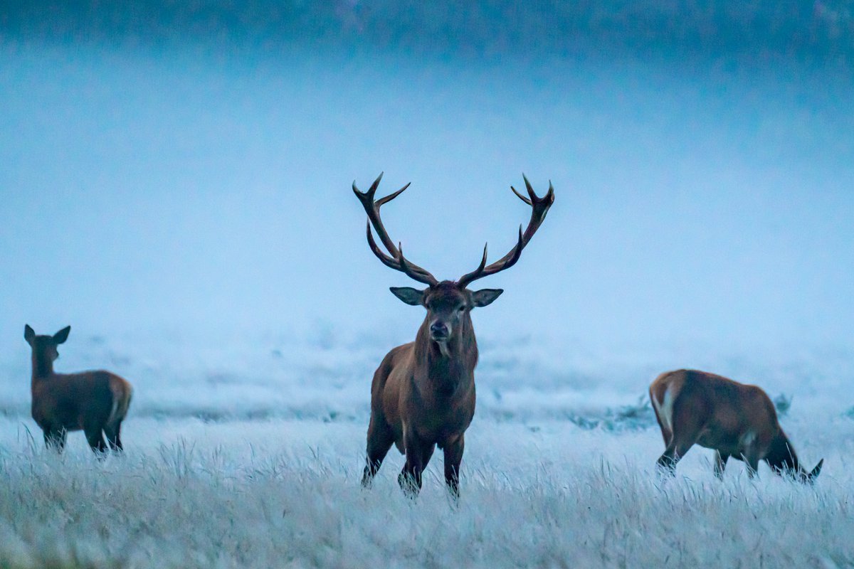 Merry Christmas to each and every one of you wonderful people, have a good one and see you on the other side.🦌🧑‍🎄🎄💕 @theroyalparks @BritishDeerSoc @TeddingtonNub