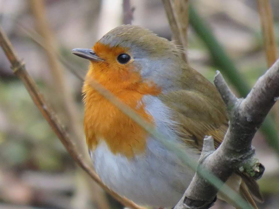 Happy Christmas Eve everyone - its dry so far but that strong wind is still gusting outside May I wish all of my friends and followers a very Happy Christmas and thank you for your support and generous comments Take care and enjoy the celebrations 🤗