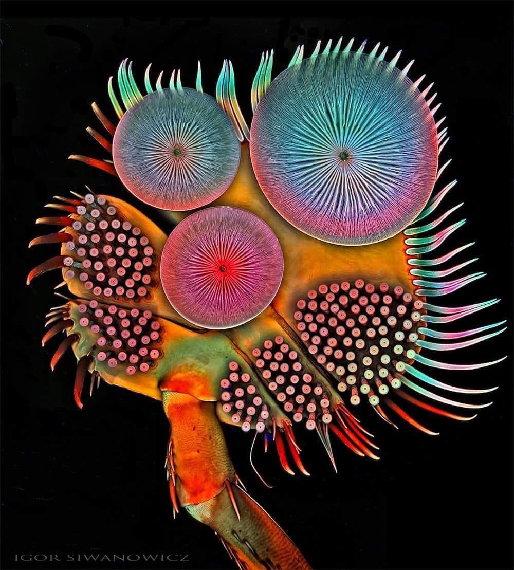 Wishing X friends some inspired ‘time-out’ making new memories filled with love from family and friends. I’m inspired by the beauty and design of this beetle's foot under the microscope 🔎🐞photographed by Igor Siwanowitz.