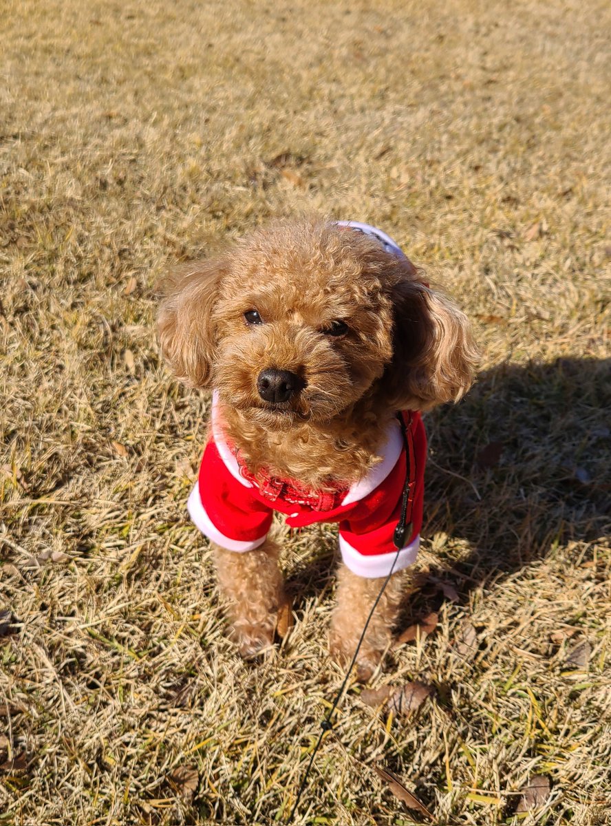 🎄🎅🎁✨クリスマスイブですね
ワタシ🐶もパパさんにお洋服を買ってもらいましたよ
かわいいでしょ✨

#トイプードル #犬好き #犬好きさんと繋がりたい #犬のいる生活 #クリスマスイブ