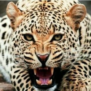 raul edier viya tweet media