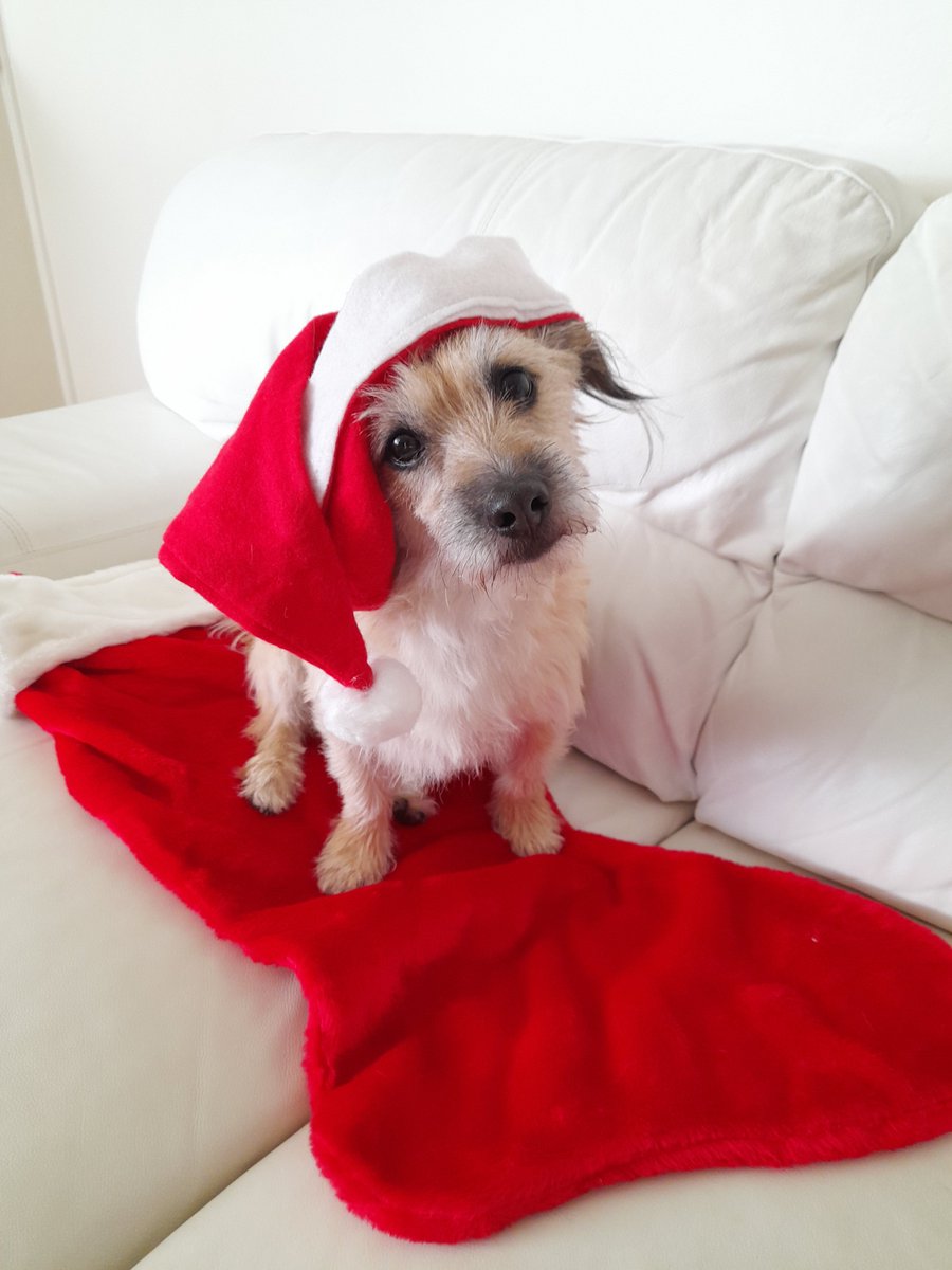 Merry Christmas Everyone. Don't forget to give plenty of treats and love to all my 4 legged friends on here. Now, where is all this food I was promised for Christmas? #Xmas #dogs #Santa #CharlieBrown