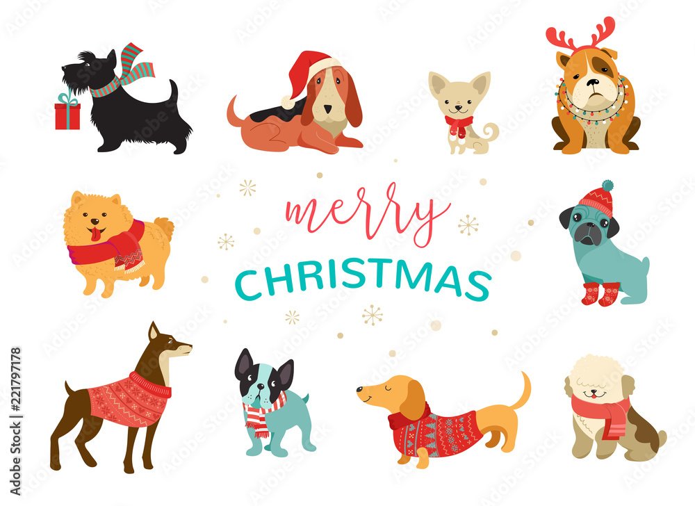 ❄️ 1 MORE SLEEP! ❄️
As we come to the end of another very and successful year here at Animal ArkAid, we just wanted to take a moment to wish everyone a very MERRY CHRISTMAS and a Happy New Year for 2024.  
Thank you to everyone who have supported our fundraising in 2023!