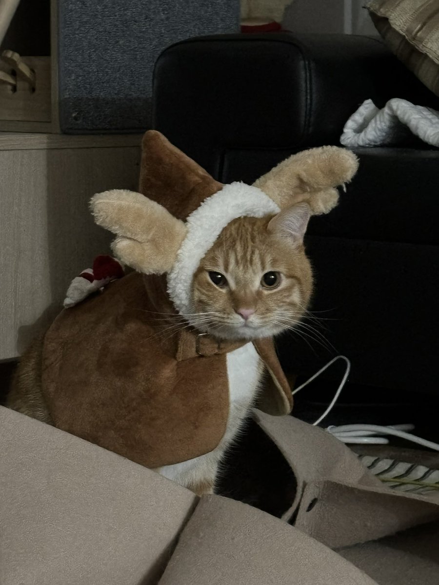 모자가 작은 루돌프 동글