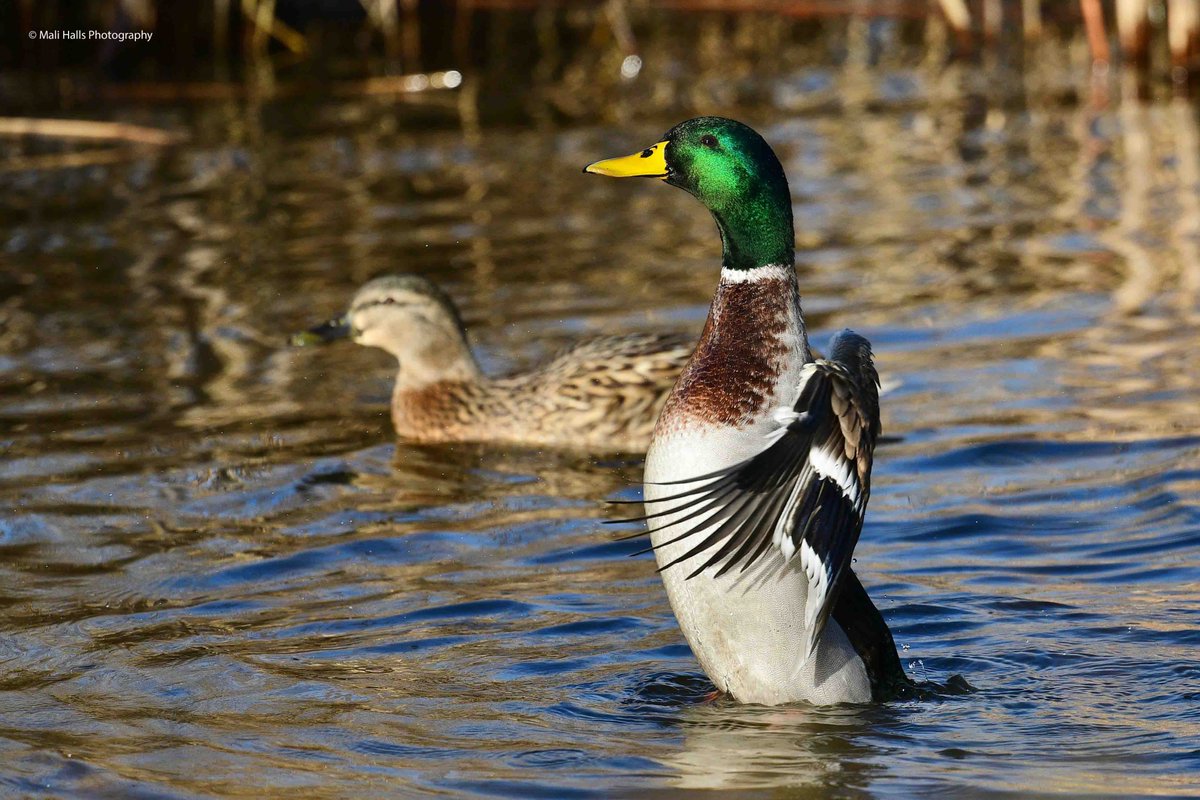 MaliHalls's tweet image. #Mallard.

#Morning #Tweeps, I hope your #day is #good...Its #dry here on the #Heath.

#BirdTwitter #Nature #Photography #wildlife #birds #TwitterNatureCommunity #birding #NaturePhotography #birdphotography #WildlifePhotography #Nikon