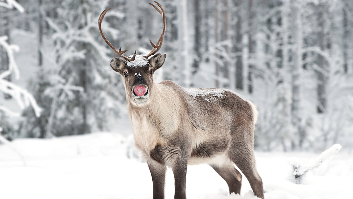 It's #ReindeerAdvent Day 24! Did you know that Rudolf the Red-Nosed Reindeer could have been known as Reginald, Rollo, Rodney or Romeo? When he wrote the original story in 1939, Robert May finally chose Rudolph for a promotional booklet for the US retail giant Montgomery Ward.