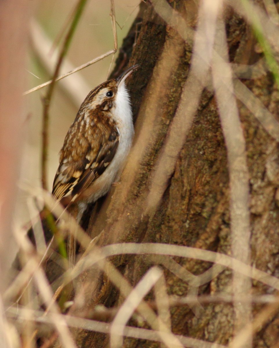 goshawk2's tweet photo. Treecreeper,local patch yesterday. https://t.co/Un64U5J4U8