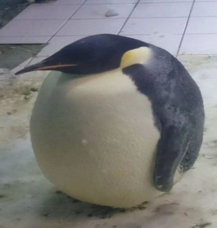Round penguin 
Rate this cuteness out of 10-100!

#penguin #penguins #outdoors #love #viralpost #animal #photographychallenge2023