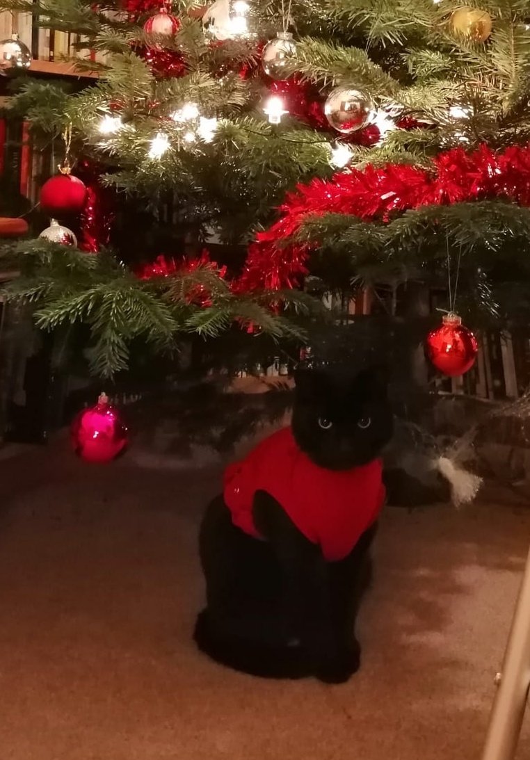 convent_cat's tweet photo. Hate wearing this mps, but I'm making the best of it by entering into the Christmas spirit. 🎄 #conventcat #fcj https://t.co/000eggBpmy