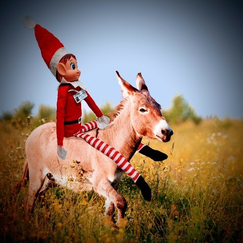 Elfie, I said you need to relax after a busy IPC year for youe Elf and wellbeing but not like this. Donkey's need time out, they are not for our pleasure.@helshow1 @Nesta_NHS @NicolaFirth6