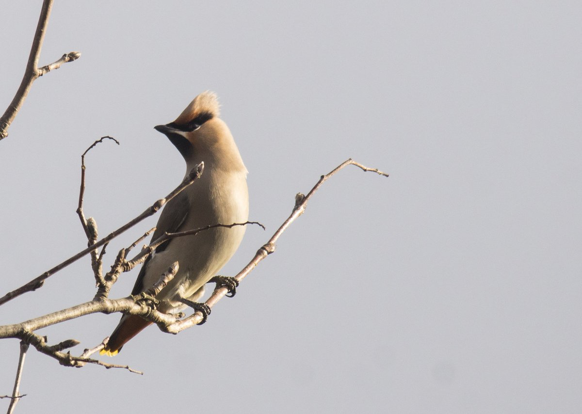 Strawberry Lane Waxwings, Willenhall. Taken yesterday, 23/12.