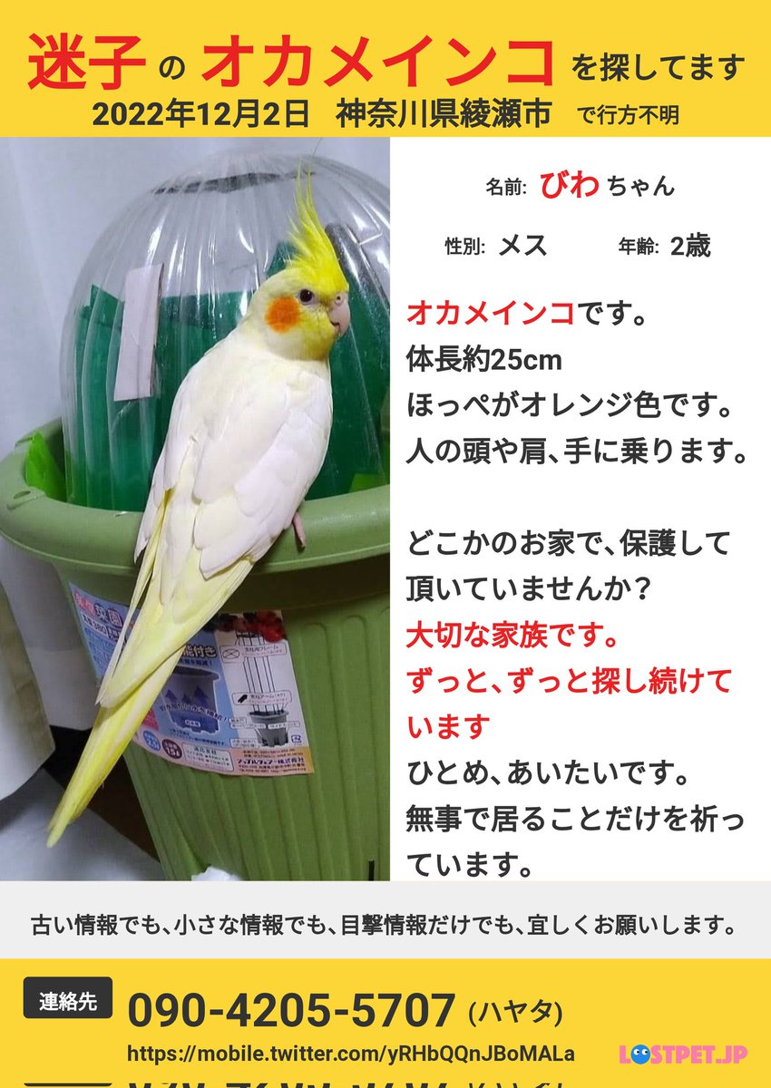 捜索中！神奈川県で迷子のオカメインコ、びわちゃんママ tweet media