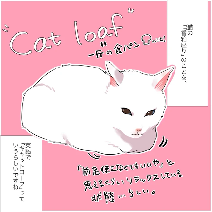飼い猫がクリスマス🎄の"アレ"に似てる話(1/2)
 #漫画が読めるハッシュタグ
 #愛されたがりの白猫ミコさん 