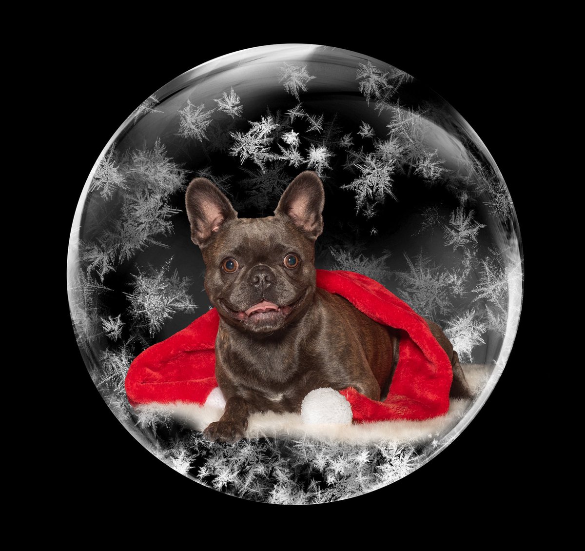 SigridBaumPR's tweet image. Sally wünscht euch allen: frohes Fest