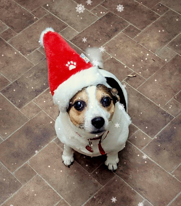 Critical Cupcake 🌈 ♿ ⚛️ tweet media