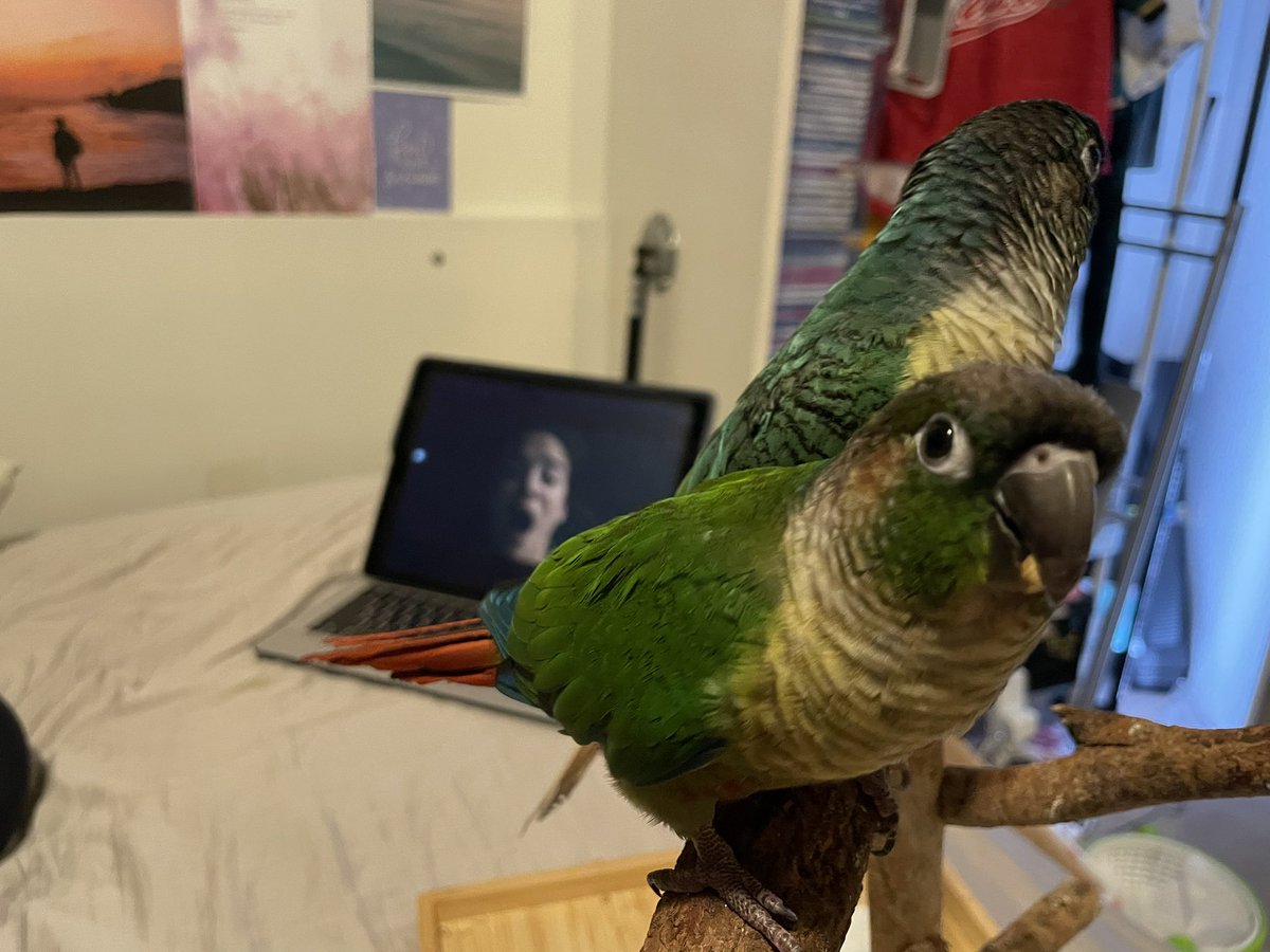 notanotherwn's tweet photo. We were meant to be watching a Christmas movie.. instead we're rewatching warrior nun with Christmas coloured birds... @RKCSyd https://t.co/lPMPudzMSe