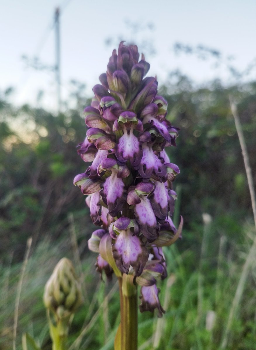 Rita_csf's tweet photo. Back home 🇵🇹 just in time for the first orchid of the 2024 season, Himantoglossum robertianum. With the best guide @goncalosbotany https://t.co/6n5hGwQ7J8