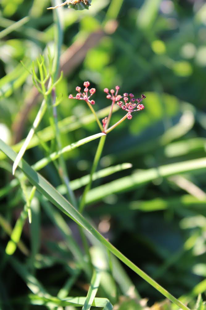 goncalosbotany's tweet photo. Guilherme Ramos discovered Foeniculum sanguineum for Portuguesa flora on August 2023. Yesterday I recorded a couple of them close to the area I live in Lisbon district. I couldn’t be more happy to see this one for the 1st time 🍀🌸
@SpbotanicaL @inaturalist #foeniculum https://t.co/veorTpkZqG