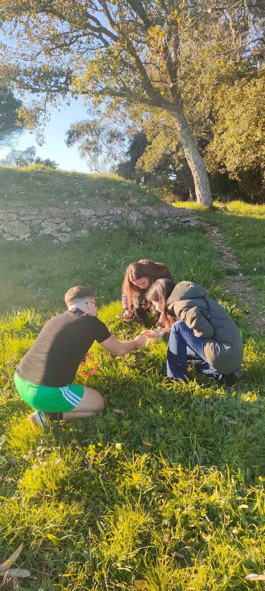 Guilherme Ramos discovered Foeniculum sanguineum for Portuguesa flora on August 2023. Yesterday I recorded a couple of them close to the area I live in Lisbon district. I couldn’t be more happy to see this one for the 1st time 🍀🌸
<a href="/SpbotanicaL/">SPBotânica - LVF</a> <a href="/inaturalist/">iNaturalist</a> #foeniculum