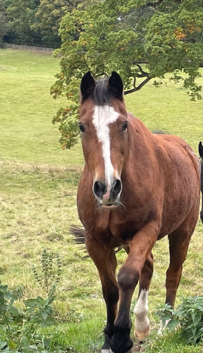 I’ve just logged in to so many kind messages. This here is why I haven’t been on Twitter much lately. @LizJonesGoddess had the most awful shock and we are devastated 💔 Bengy was the best boy 😢 dailymail.co.uk/home/you/artic…