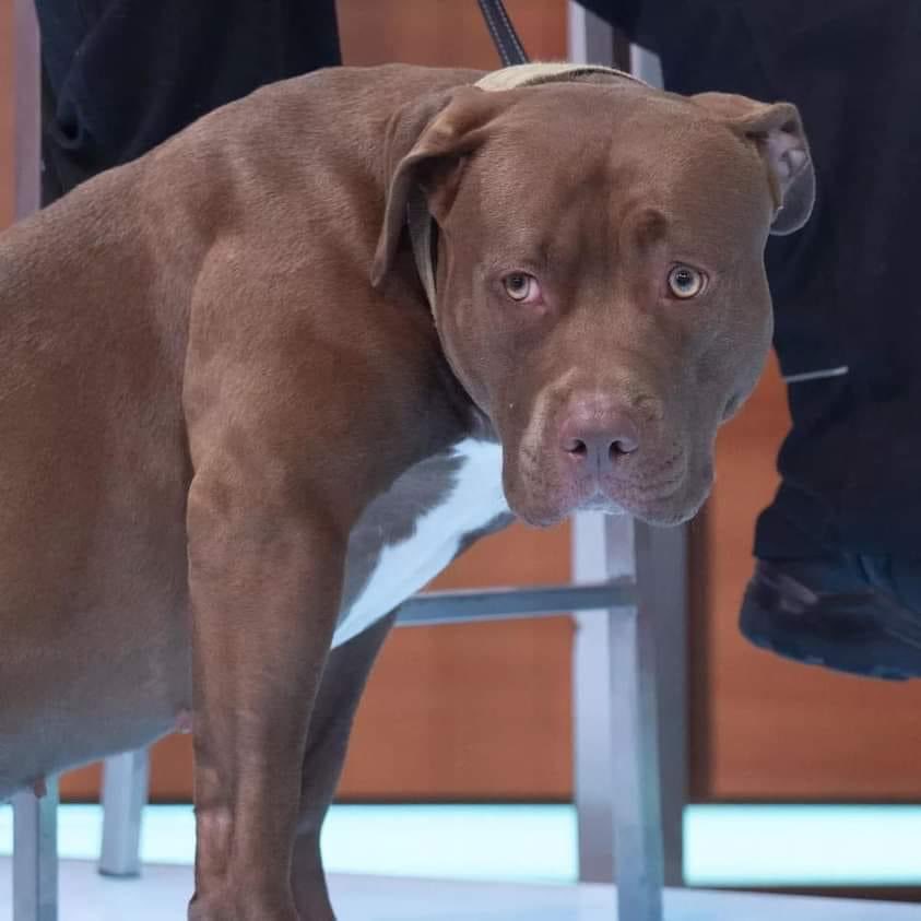 Claire (Chocolatey) tweet media