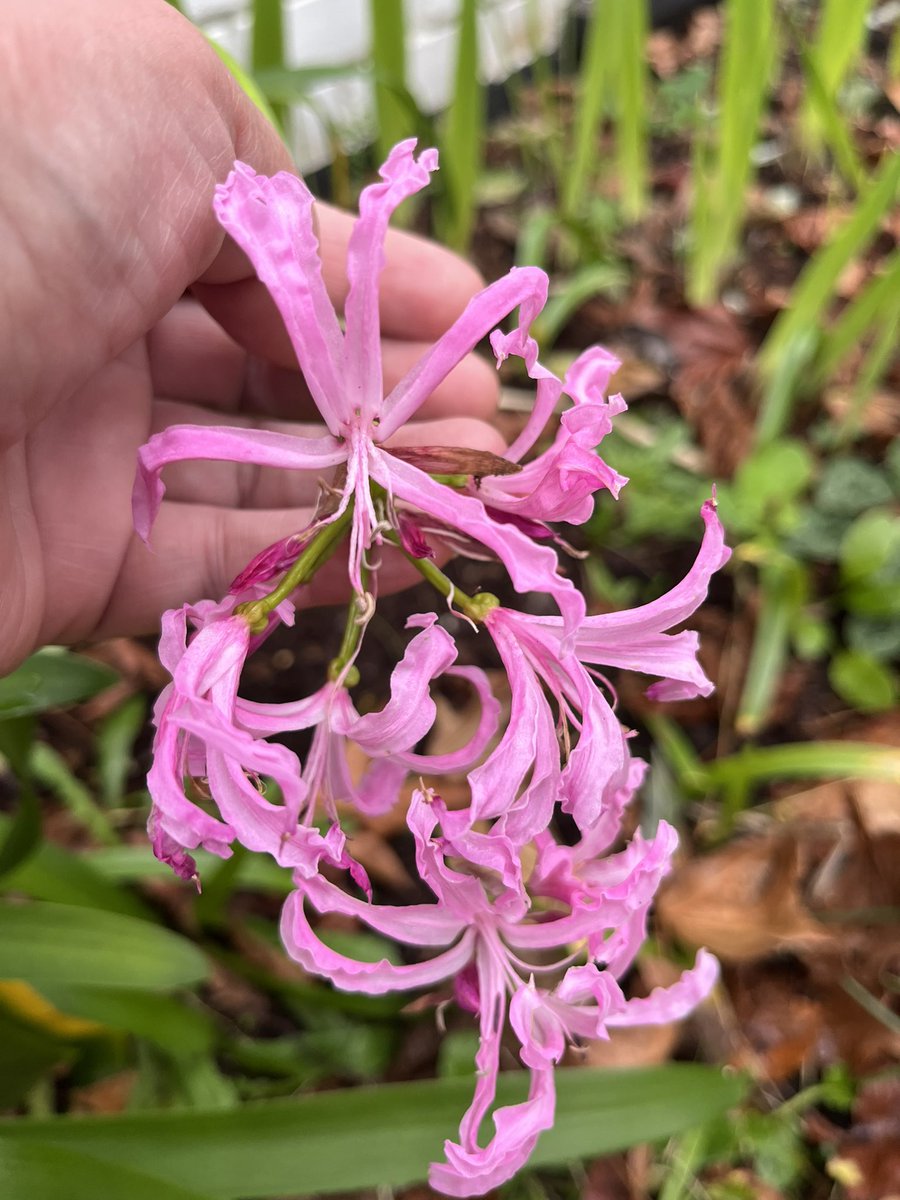 @TobyBuckland @BBCDevon @BBCSounds #humblebraggage I’ve got Periwinkle and Nerines flowering in my New Forest garden today.
