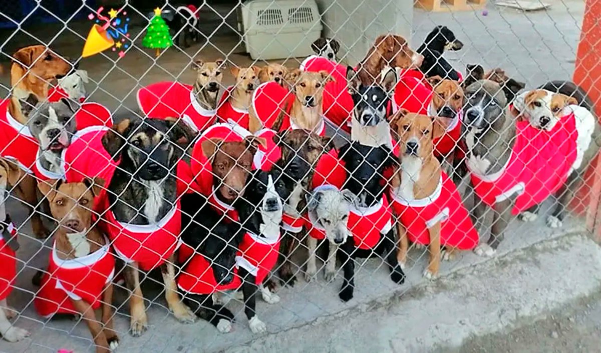 SosAbuelos1's tweet image. We believe in #SantaPaws 🐾🎄

Buen día para todos, compañer@s y peludos ☺️