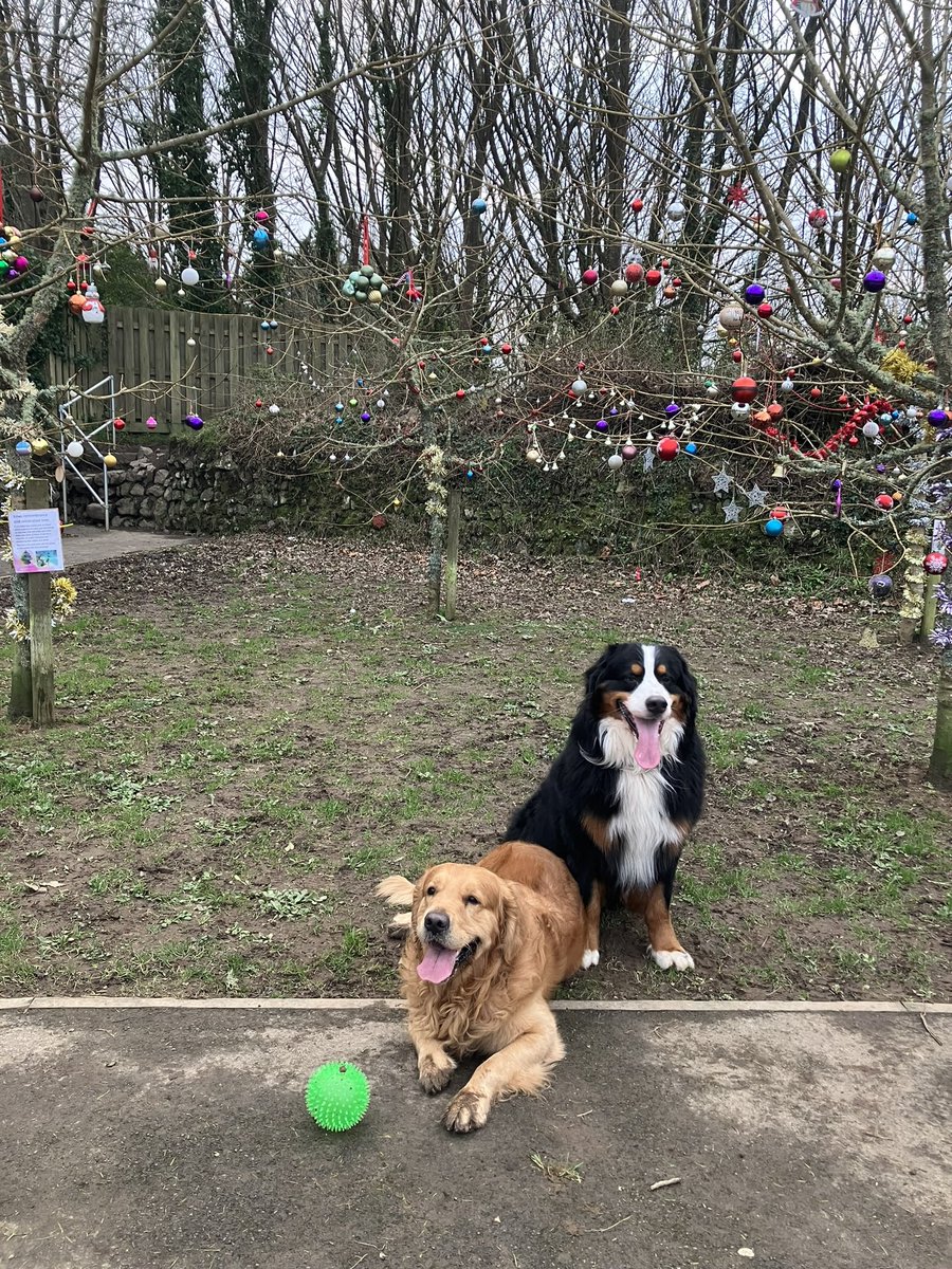 mrsmortuk's tweet photo. Merry Christmas! #dogsofchristmas #GoldenRetrievers #bernesemountaindogs #foxredlabradors #cornwall #mudandsandyfloors https://t.co/RiNX3tq1ZW