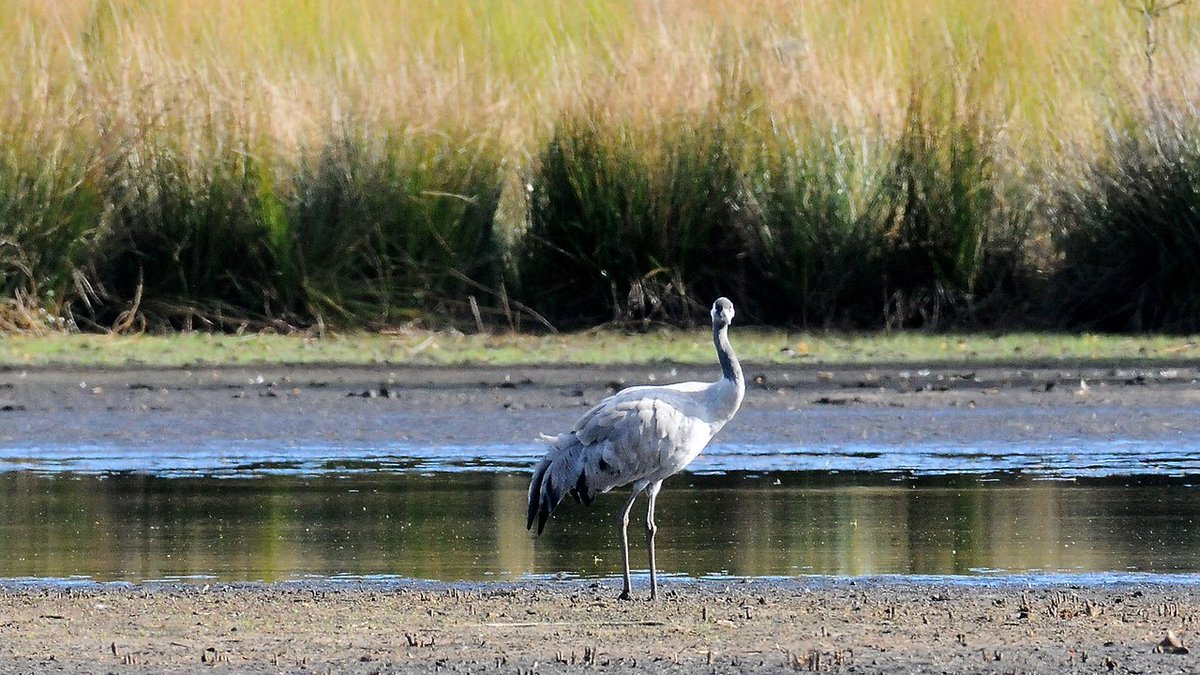 HeijdenJozef's tweet photo. Enkele jaren geleden fotografeerde ik een #Kraanvogel op de #Flaes.
Het was begin oktober 2016. Dat was een toevalstreffer, zover westelijk van hun trekroute.
@BoswachterFrans @vogelnieuws #Landgoed_De_Utrecht https://t.co/KJW6T8toME
