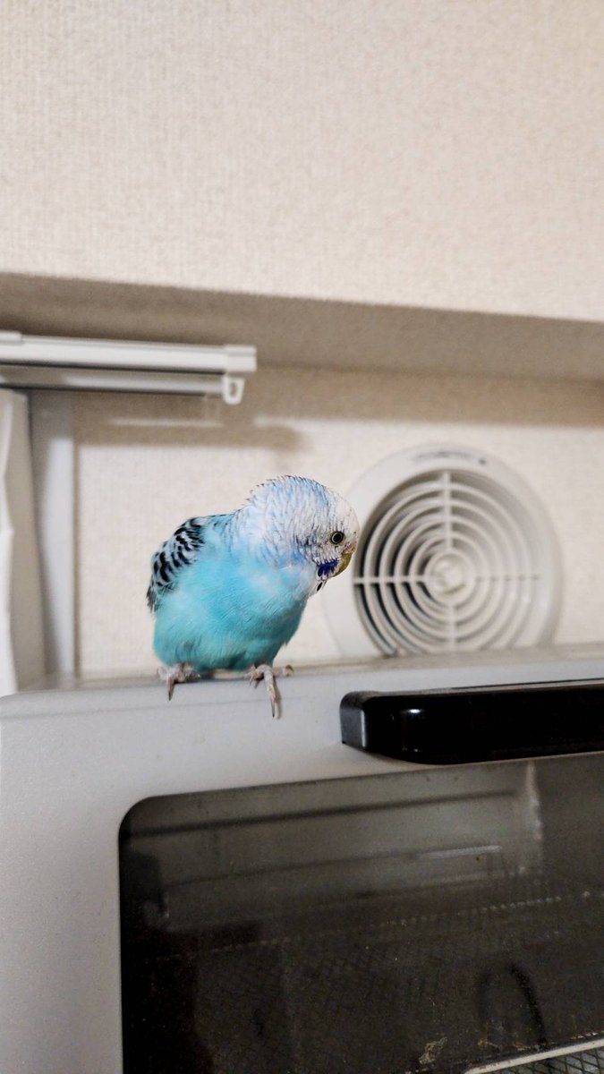 7133ai's tweet photo. 八王子で迷子のインコを保護しました。
飼い主の方がいらっしゃったら連絡頂きたいです。
#迷い鳥
#迷いインコ
#インコ迷子 
#迷子インコ https://t.co/NbzP3qAd6g