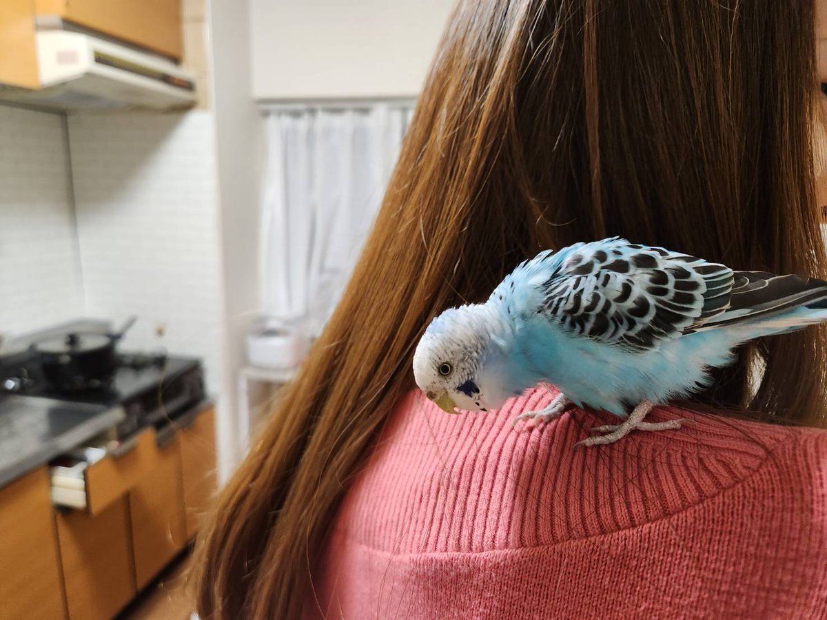 7133ai's tweet photo. #迷子インコ 
#インコ迷子 https://t.co/FLggzi6mLy