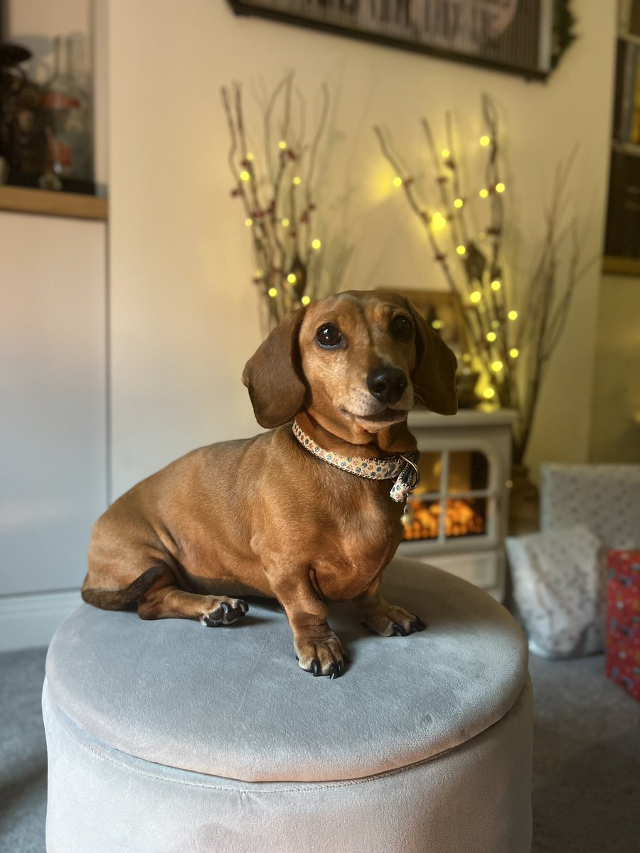 SabatierDog's tweet photo. Happy Birthday Couscous!
8 today https://t.co/dRMs7UeBqA