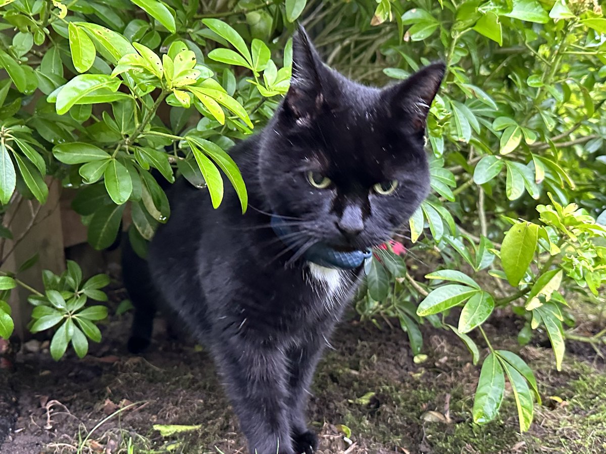 Good morning furiends and Happy Christmas Eve! 🎄 I woke Mum up very early for my 1st breakfast and pawtrol and had 2nd breakfast with Grandpaw 😋😋 Now, here you see a Panfur emerging from his hedge for 3rd breakfast #Hedgewatch GOB shift 🐈‍⬛ 🐾🌿😻🎄