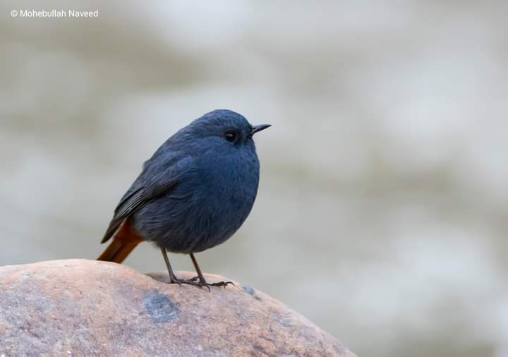 Bunch of redstarts from Pakistan, for the last week of #BirdsSeenIn2023 Top-left clockwise 🔃 1. Blue-capped Redstart - Hunza 2. Blue-fronted Redstart - Naltar 3. Plumbeous Redstart - Hazara 4. White-bellied Redstart - Swat Q: What's the collective noun for redstarts, if any?