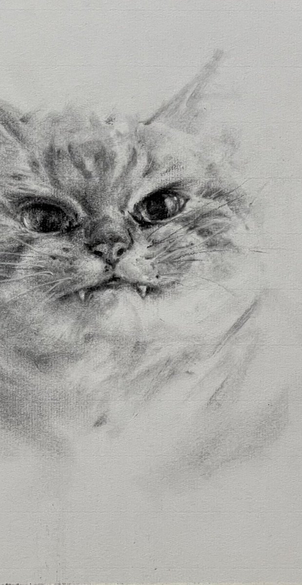 #炭筆素描
#貓 #cat #猫 
8k #mbm
2 hours sketching

#sketch #drawing #charcoal #charcoalsketch #charcoaldrawing  #charcoalpencil #charcoalpencilsketch #素描 #炭精筆 #スケッチ #木炭スケッチ #絵 #木炭鉛筆
#animal_illustration #animal_drawing 
#動物イラスト #動物の絵 
#動物畫