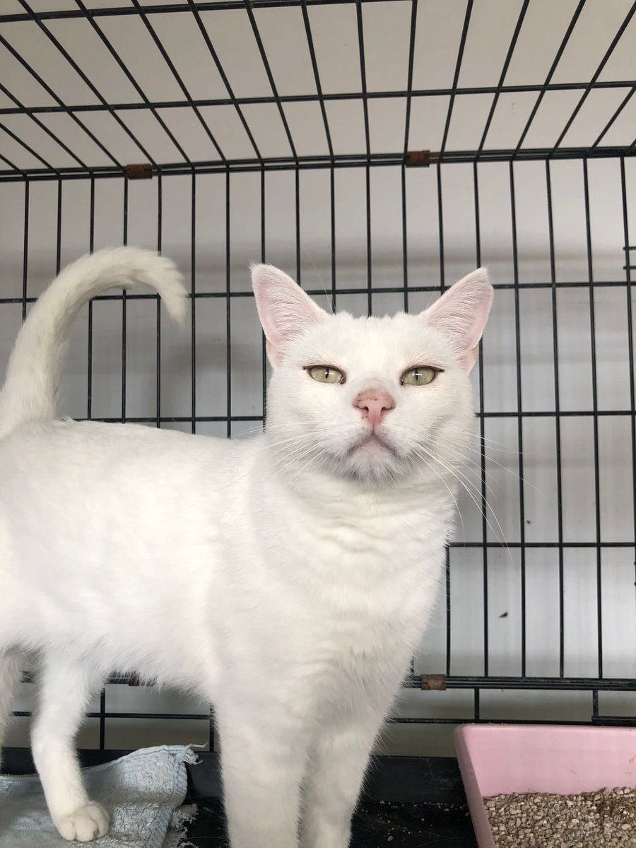 🐱SEÑOR FOG en ADOPCIÓN‼️
Un precioso gatazo blanco de pelo esponjoso. Vivía en una colonia felina pero un día apareció pidiendo mimos a los humanos. Es bueno, tranquilo y cariñoso, sin ser pegajoso le gusta estar acompañado. ¿No os parece guapísimo? #ADOPCIÓN #gatos #Adopta