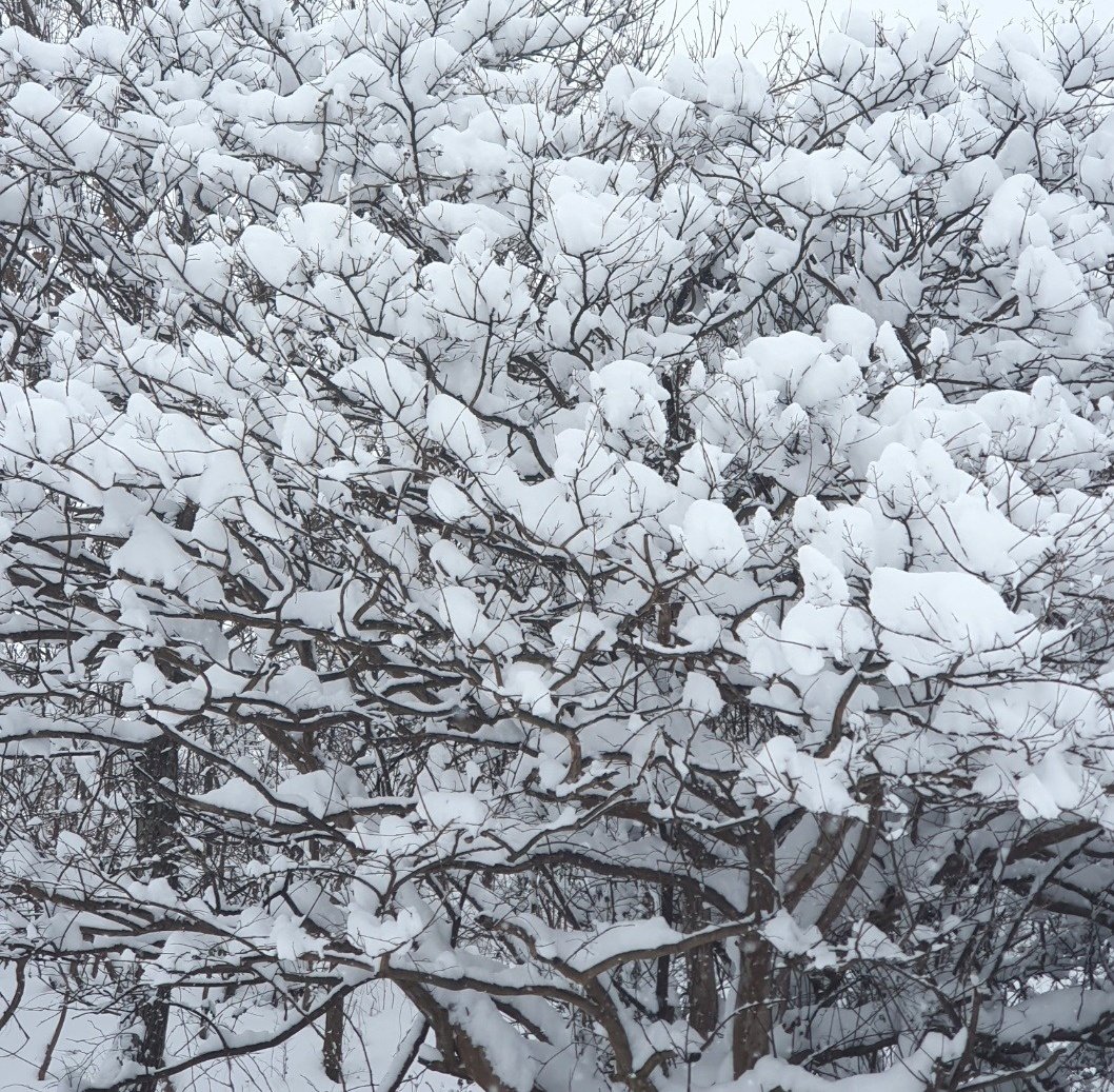 겨울눈
#눈 #눈길 #눈이펄펄 #눈사람 #눈사람 #눈오는날❄️ #눈스타그램 #눈구경 #눈꽃 #눈썰매 #눈꽃산행 #눈썰매장