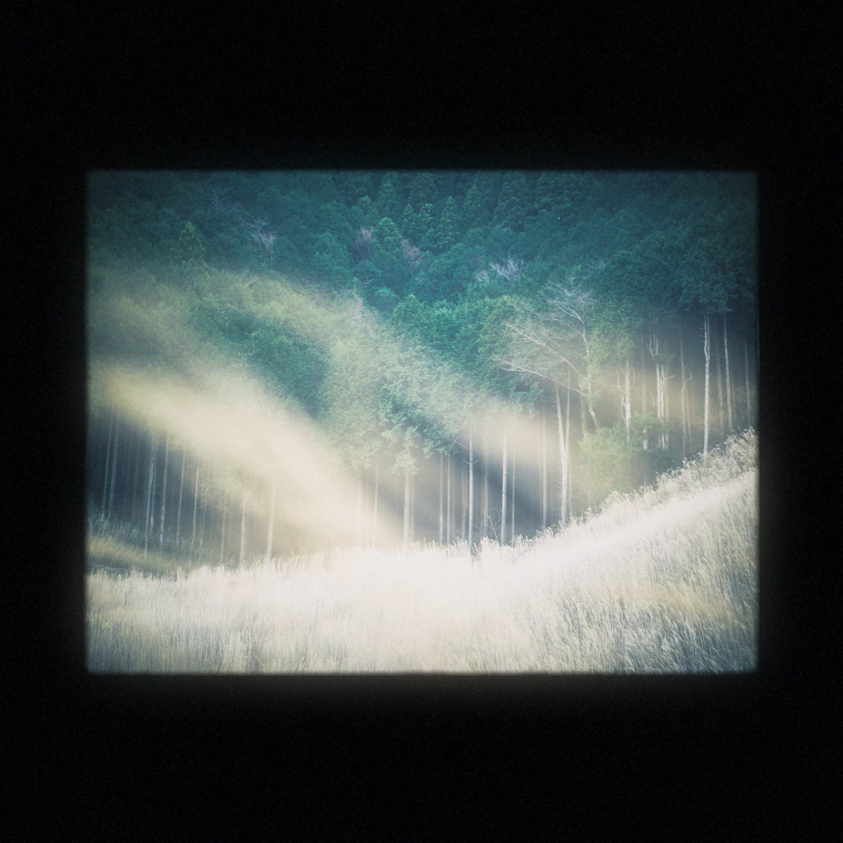 __moroi's tweet image. 映画館で写真を鑑賞しているような感覚になるこのフィルターが最近のお気に入りです
写真の縁が黒い背景に滲み出ているのがフィルムカメラのファインダーを覗いているような気分にもなれて心地いい
