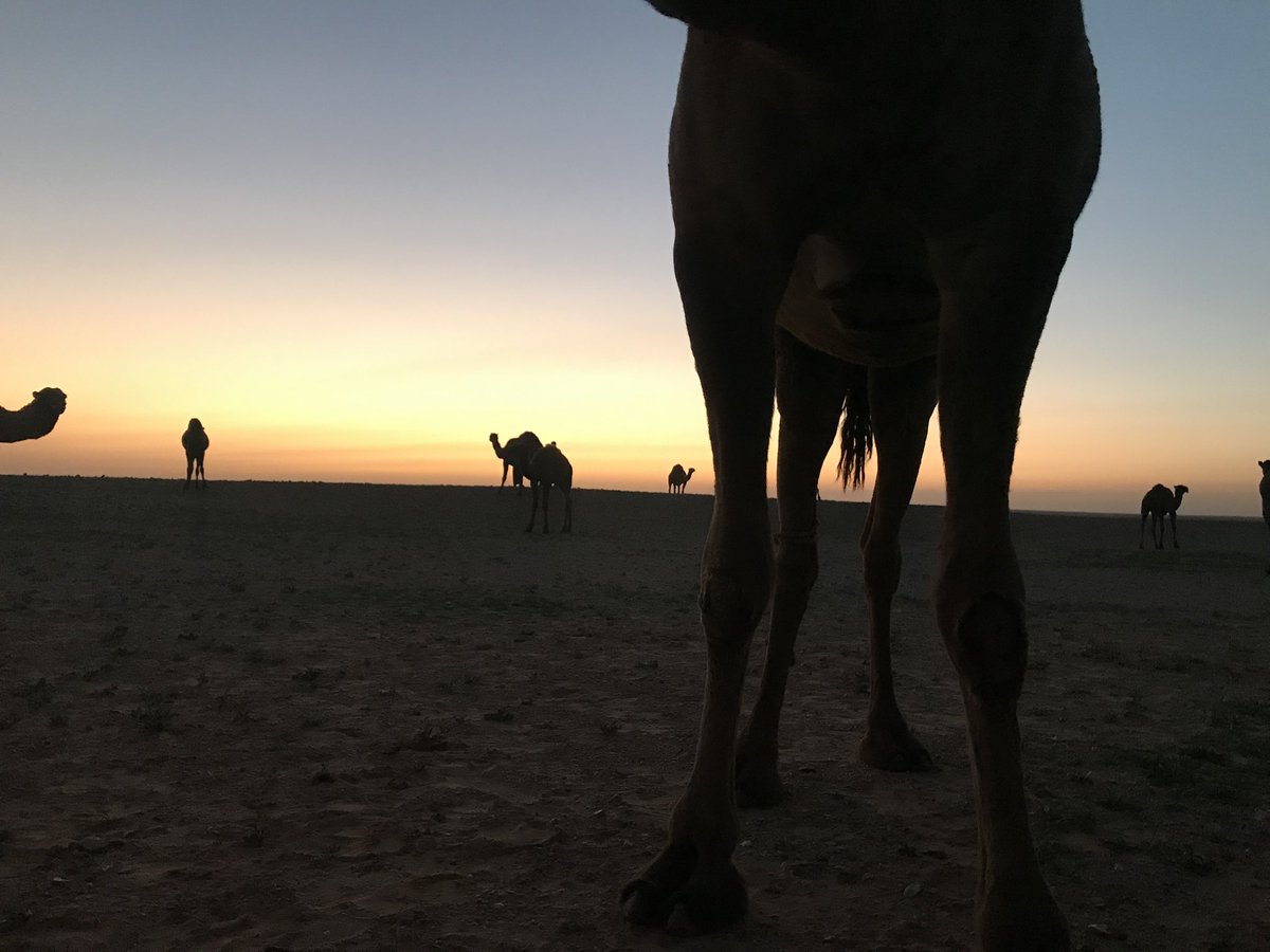 haweder's tweet photo. @CamelClub @alaibilfestival #مهرجان_الملك_عبدالعزيز_للإبل8 
#عز_لاهلها https://t.co/sCZCWqaSzm