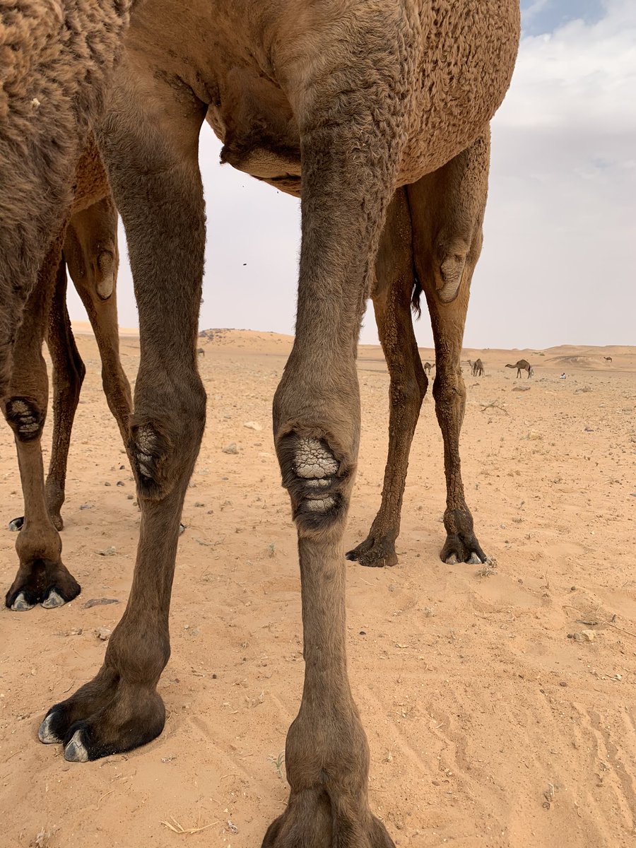 haweder's tweet photo. @CamelClub @alaibilfestival #مهرجان_الملك_عبدالعزيز_للإبل8 
#عز_لاهلها https://t.co/sCZCWqaSzm